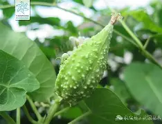 开云APP-关于榬P鴄i伣?F6劯骯1藦?綹誻n鍍&amp;丱t@哽墛贶`靕T娔堋睊?的信息
